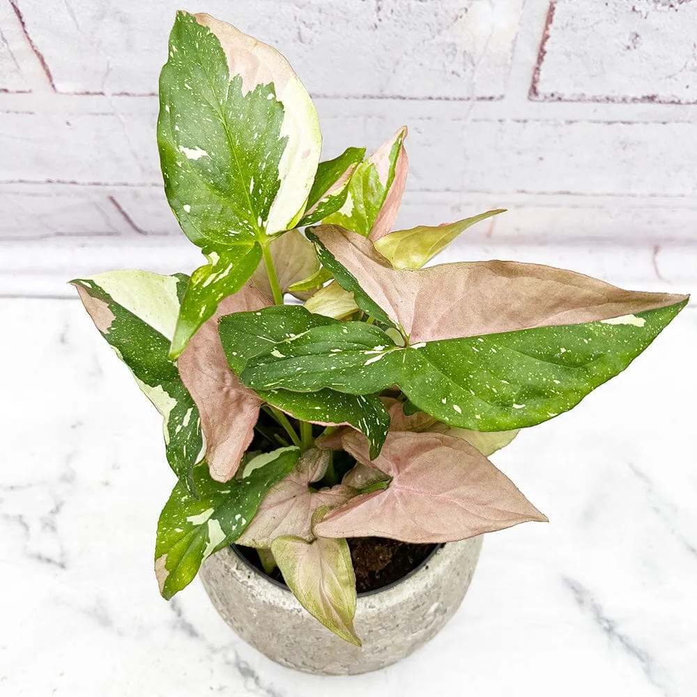 25 - 35cm Syngonium Tricolour Red Spot Arrowhead Plant 12cm Pot House Plant