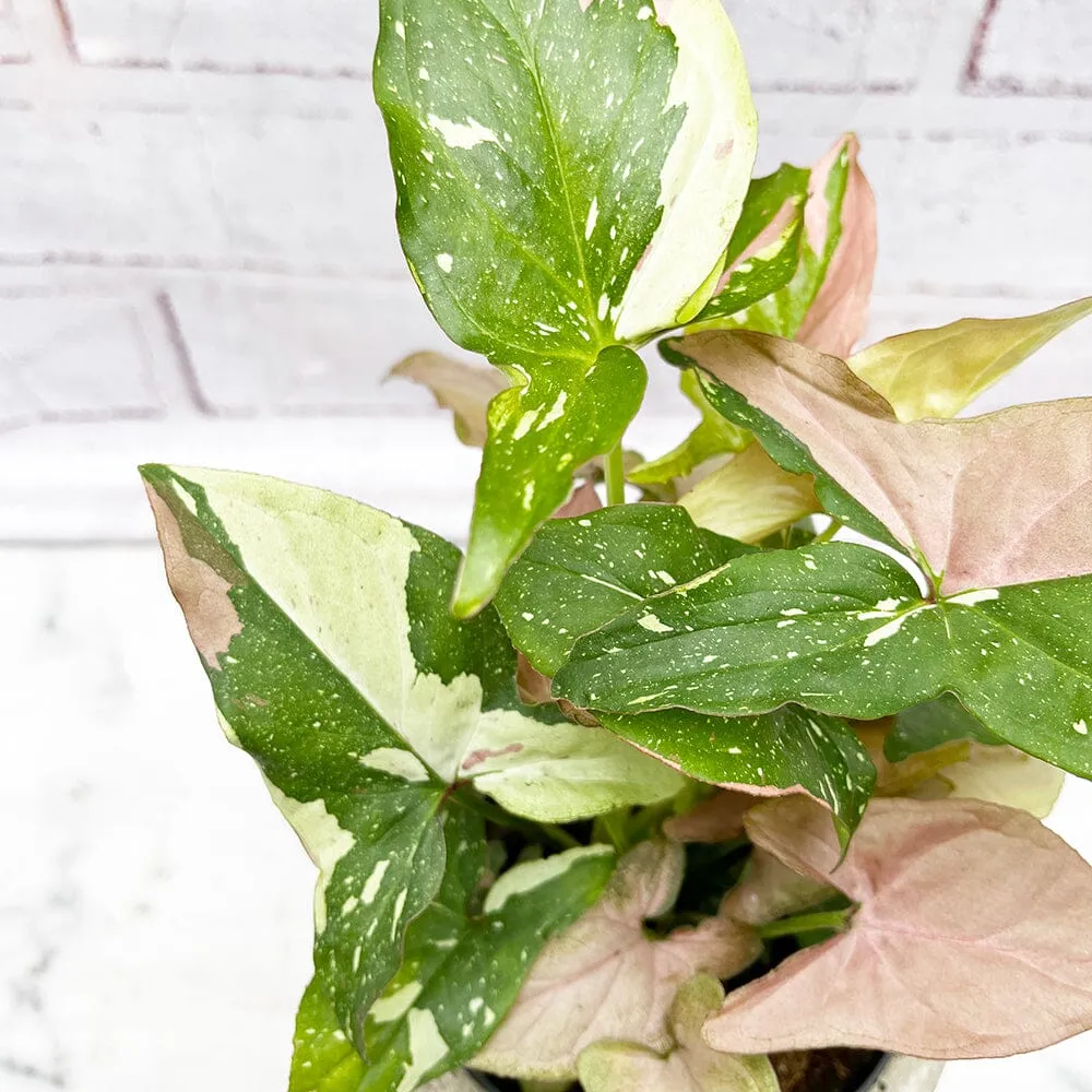 25 - 35cm Syngonium Tricolour Red Spot Arrowhead Plant 12cm Pot House Plant