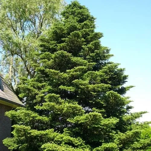 Abies koreana - Korean Fir