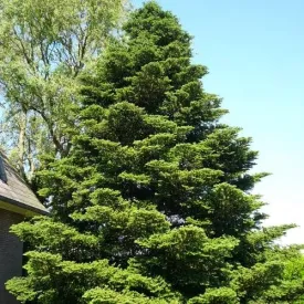 Abies koreana - Korean Fir