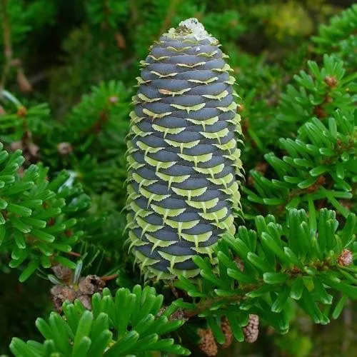Abies koreana - Korean Fir