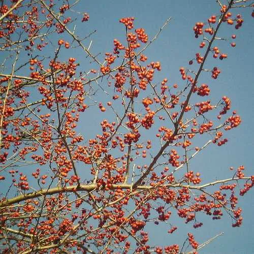 Crataegus chinensis syn. pinnatifida