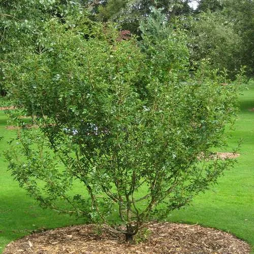 Crataegus chinensis syn. pinnatifida