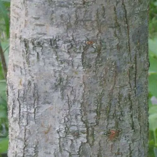 Crataegus chinensis syn. pinnatifida