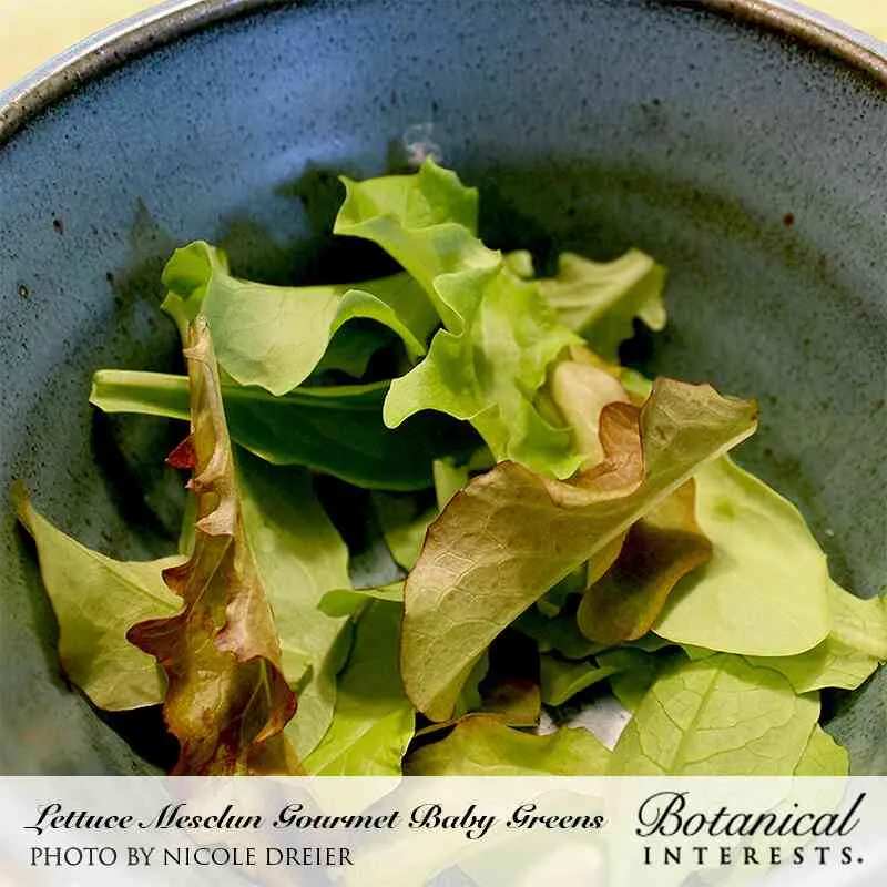 Gourmet Baby Greens Mesclun Lettuce Seeds