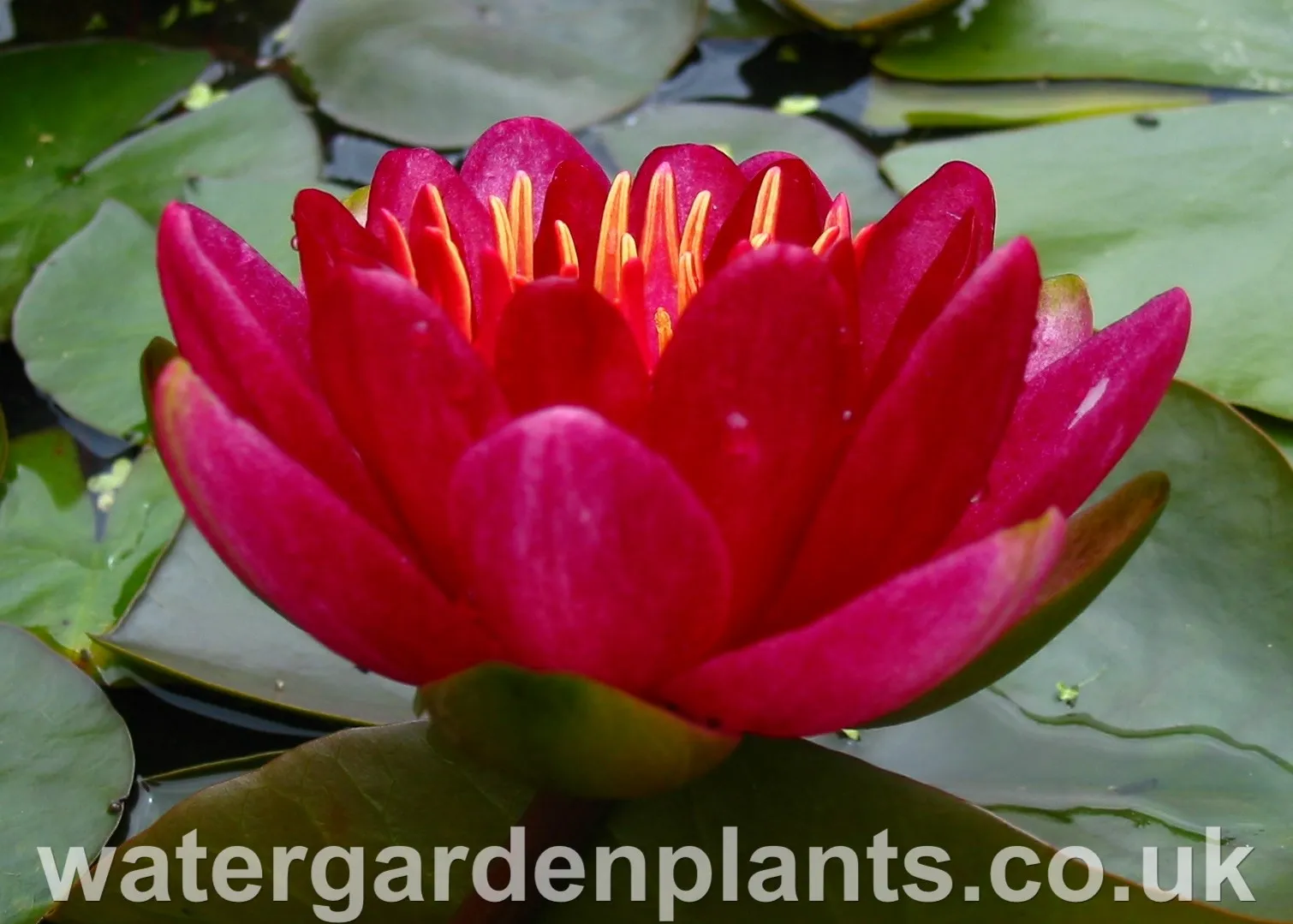 Nymphaea 'Burgundy Princess'