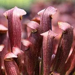 Sarracenia x Red Bug